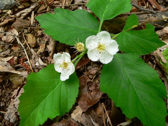 {Crataegus triflora}